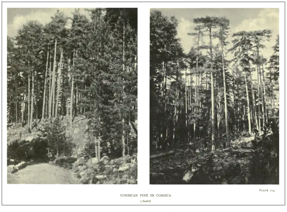 Plate 114: Corsican Pine in Corsica