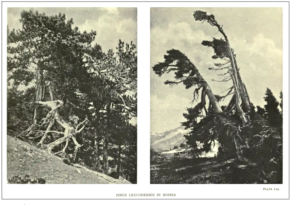 Plate 119: Pinus leucodermis in Bosnia