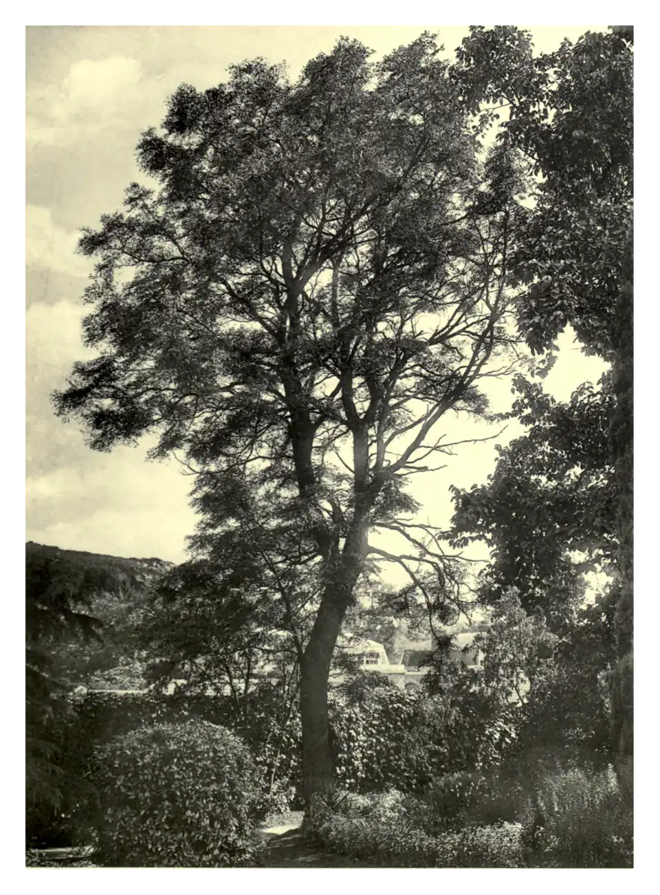 Plate 120: Gymnocladus (canadensis) at Claremont