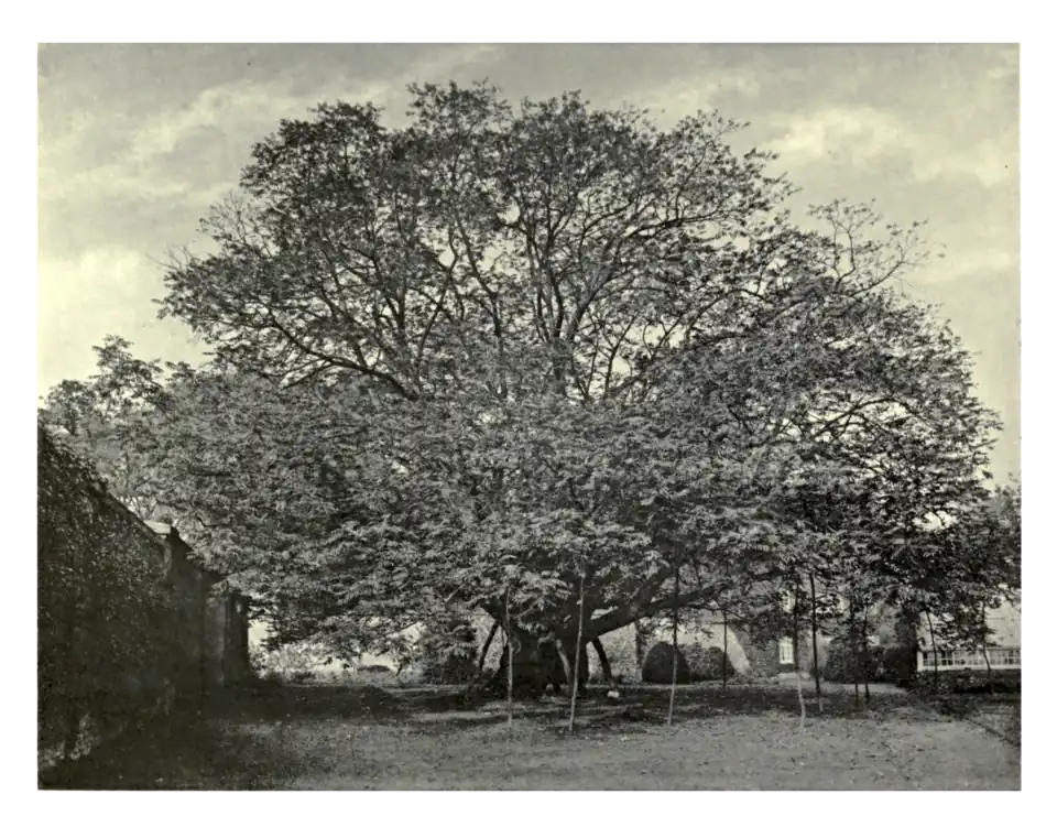 Plate 122: Pterocarya caucasica at Claremont