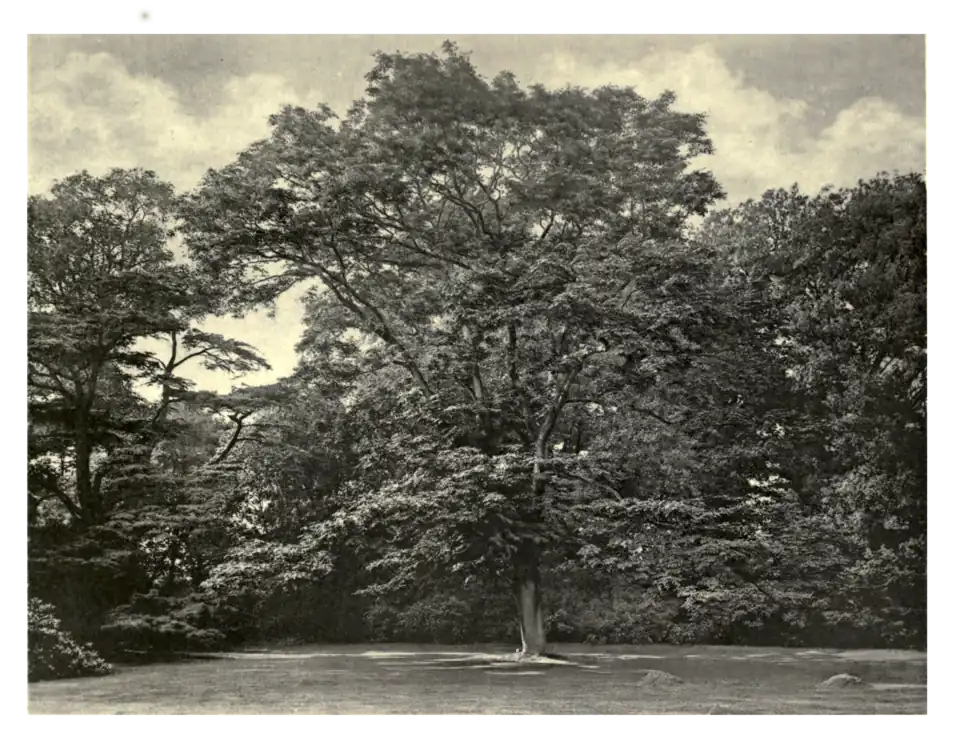 Plate 124: Yellow-Wood at Syon