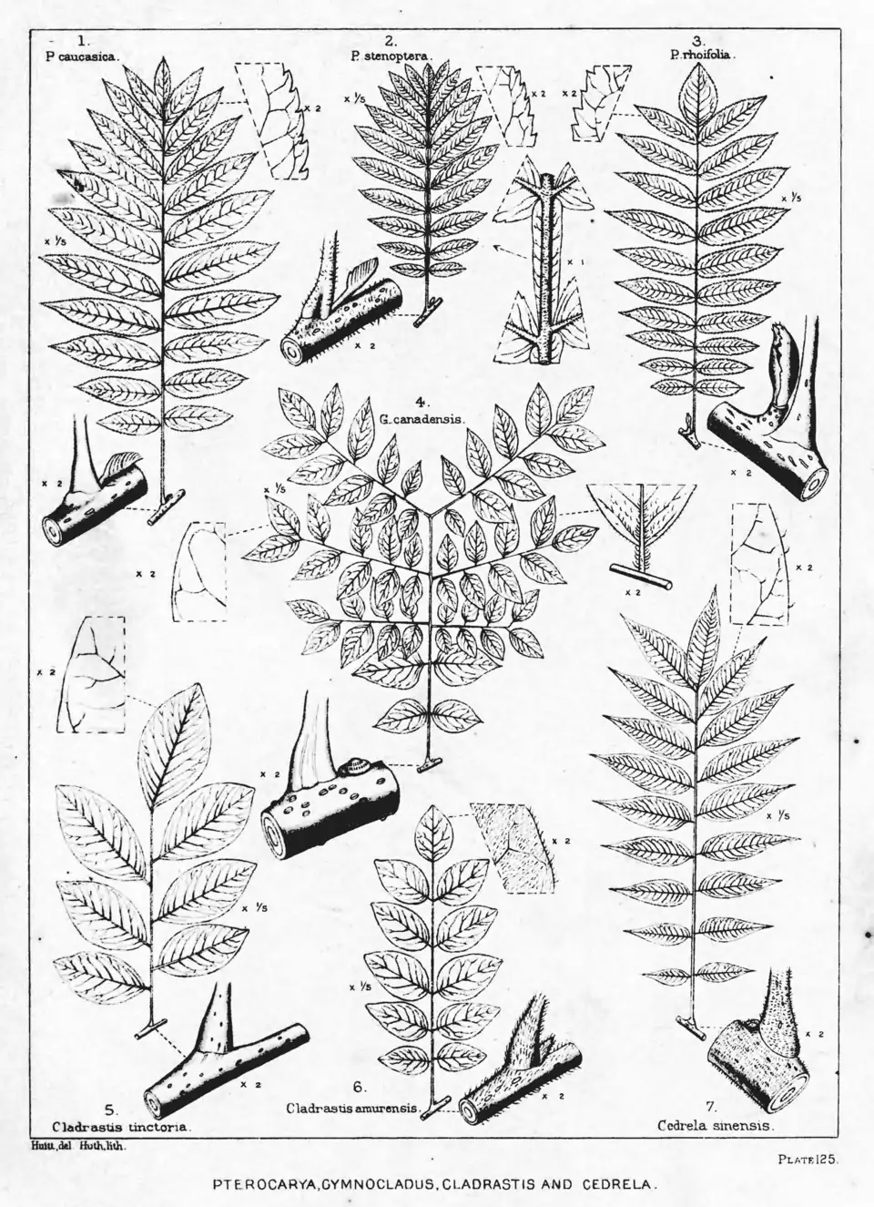 Plate 125: Pterocarya, Gymnocladus, Cladrastis, and Cedrela; leaves