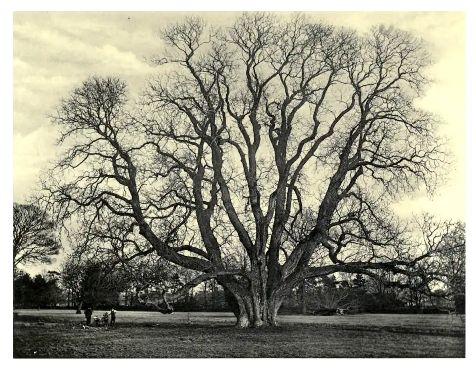 Plate 366: Walnut at Cam-Yr-Alyn Park