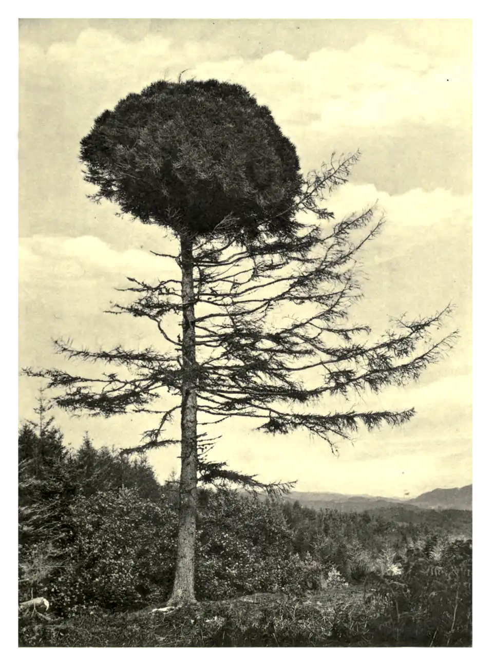 Plate 369: Larch at Poltalloch