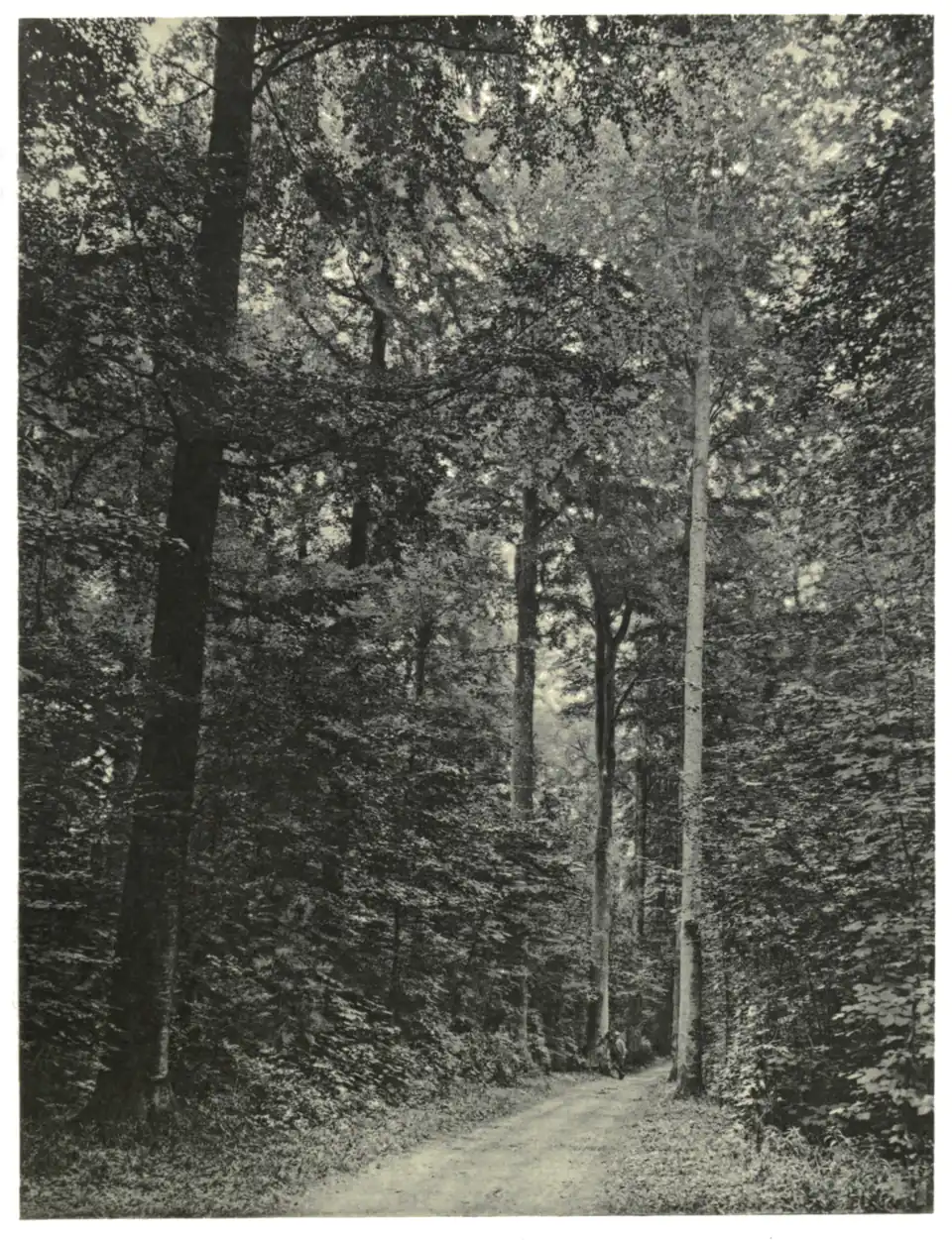 Plate 1: Beech Drive at Cirencester