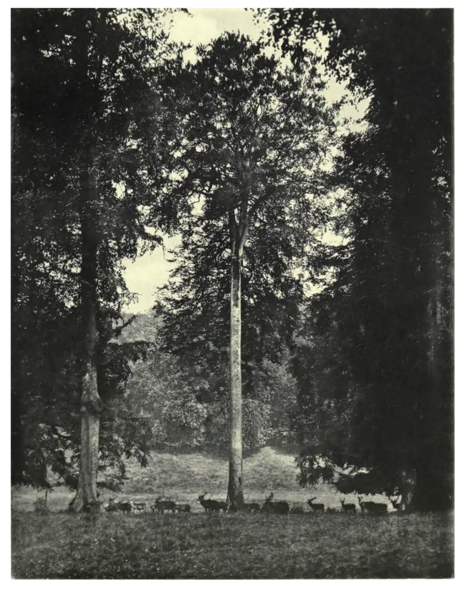 Plate 3: Queen Beech at Ashridge