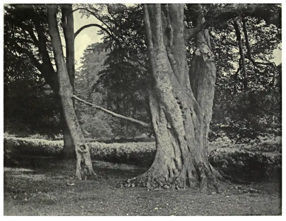 Plate 4: Inarched Beech at Ashridge
