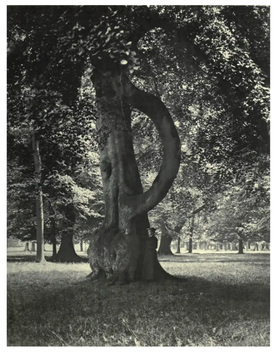 Plate 5: Beech, with Burr, at Ashridge