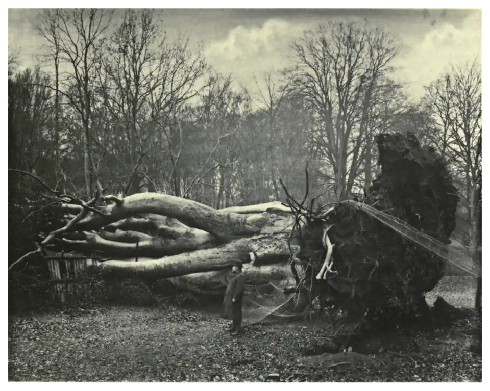 Plate 7: Giant Beech at Cornbury