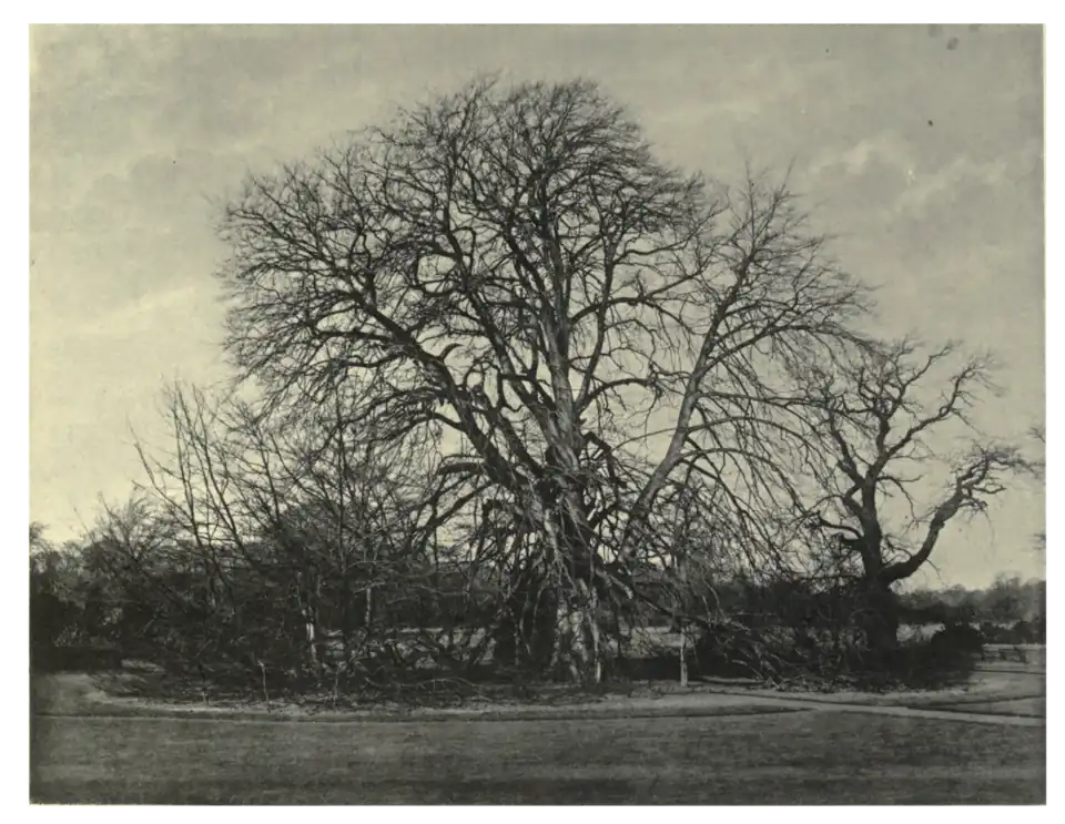 Plate 8: Beech at Newbattle