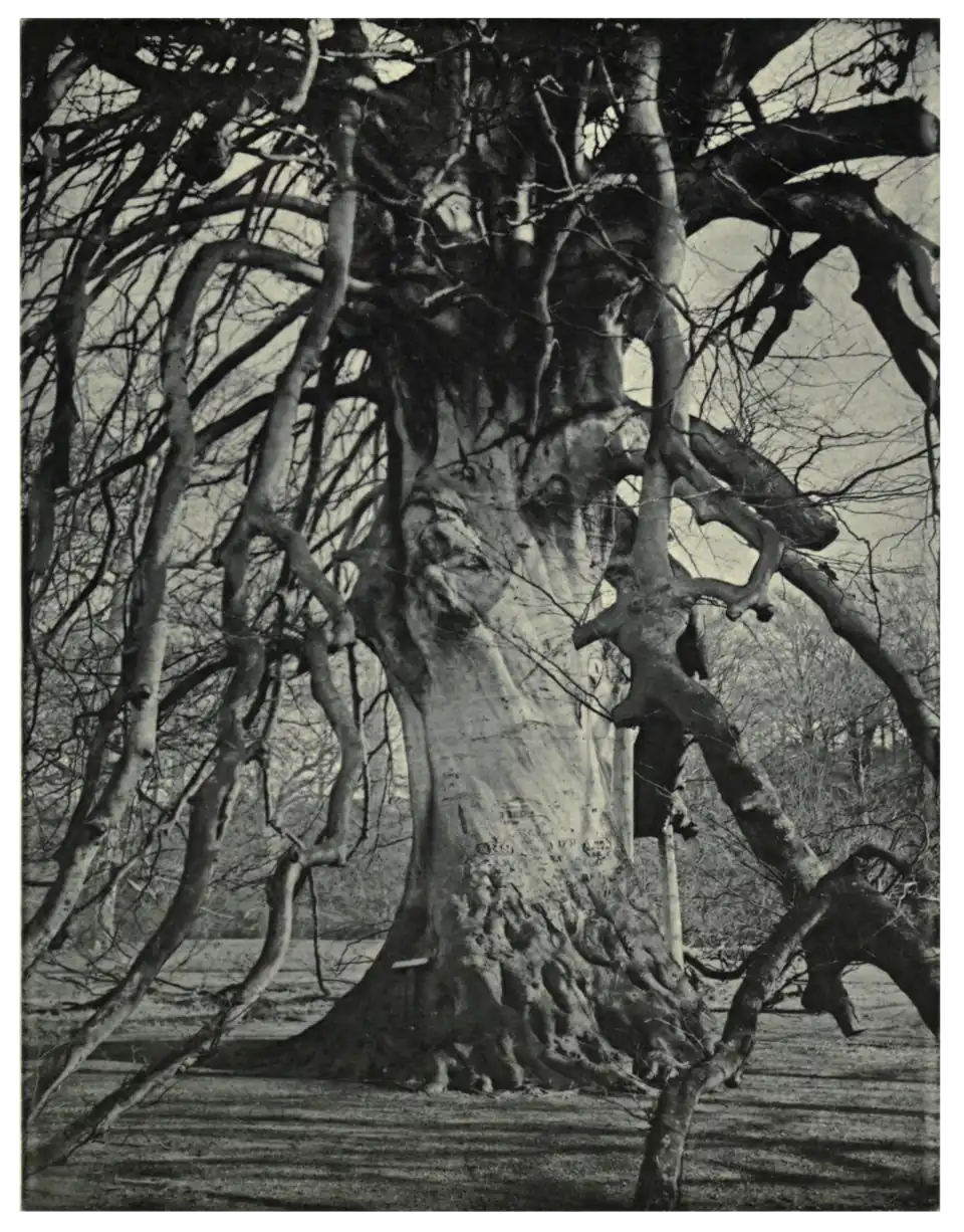 Plate 9: Trunk of Newbattle Beech