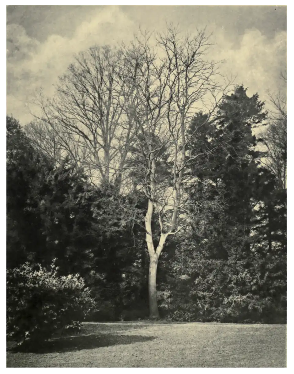 Plate 14: Ailanthus at Belton