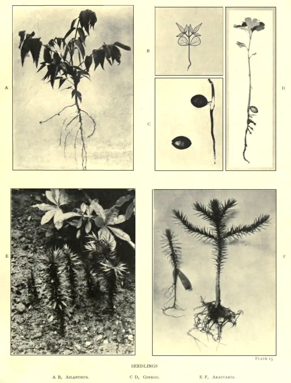 Plate 15: Seedlings: A,B, Ailanthus. C, D. Ginkgo. E, F. Araucaria.