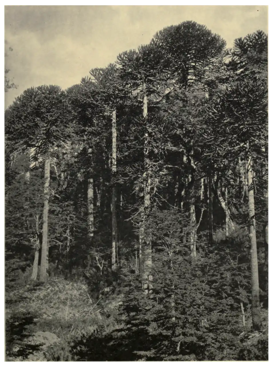 Plate 18: Araucaria Forest in Chile