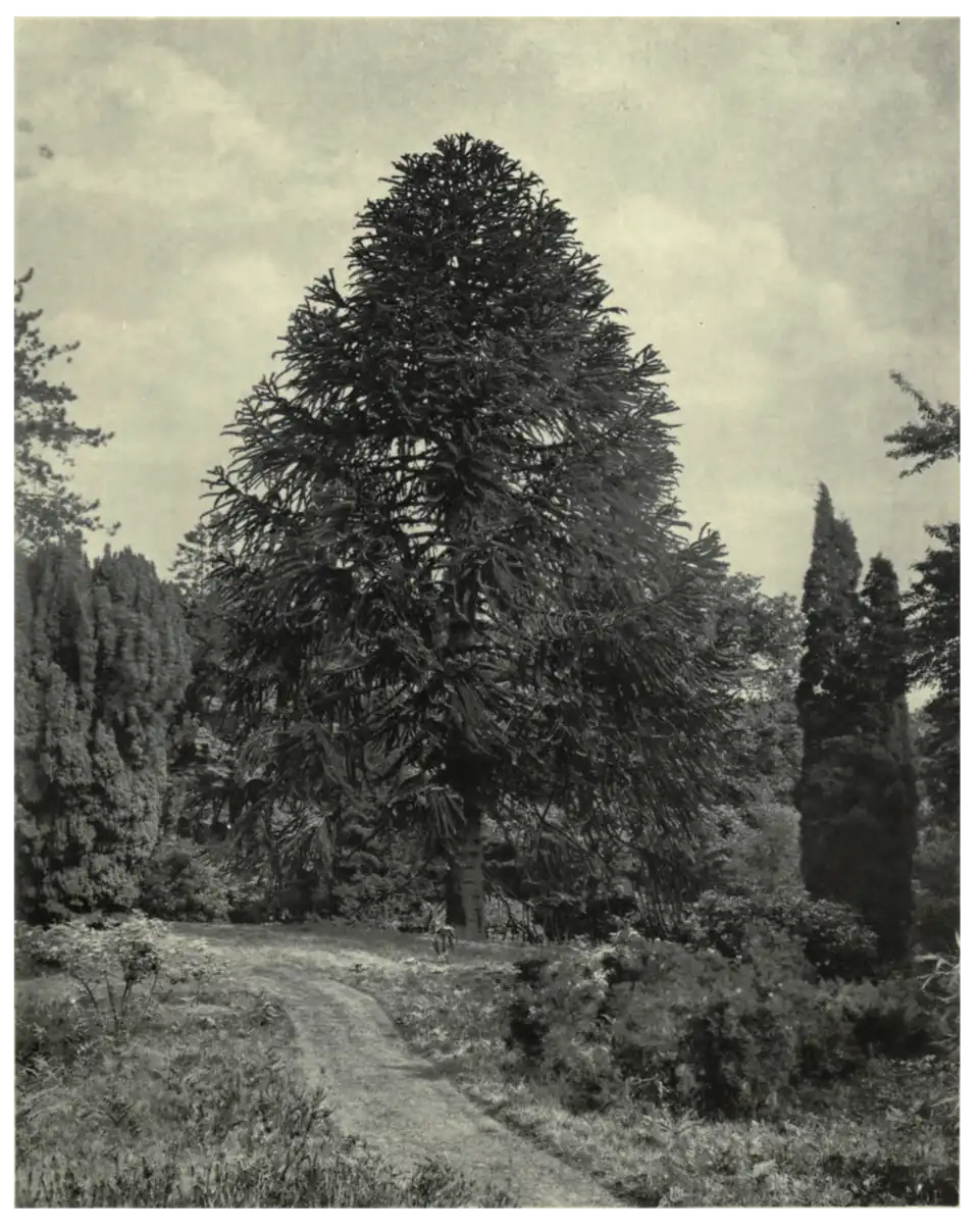 Plate 19: Araucaria at Dropmore