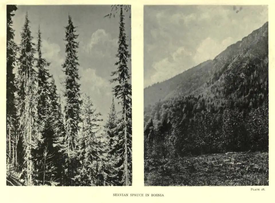 Plate 28: Servian Spruce in Bosnia