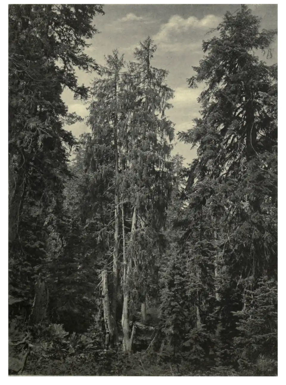 Plate 29: Brewer's Spruce in America