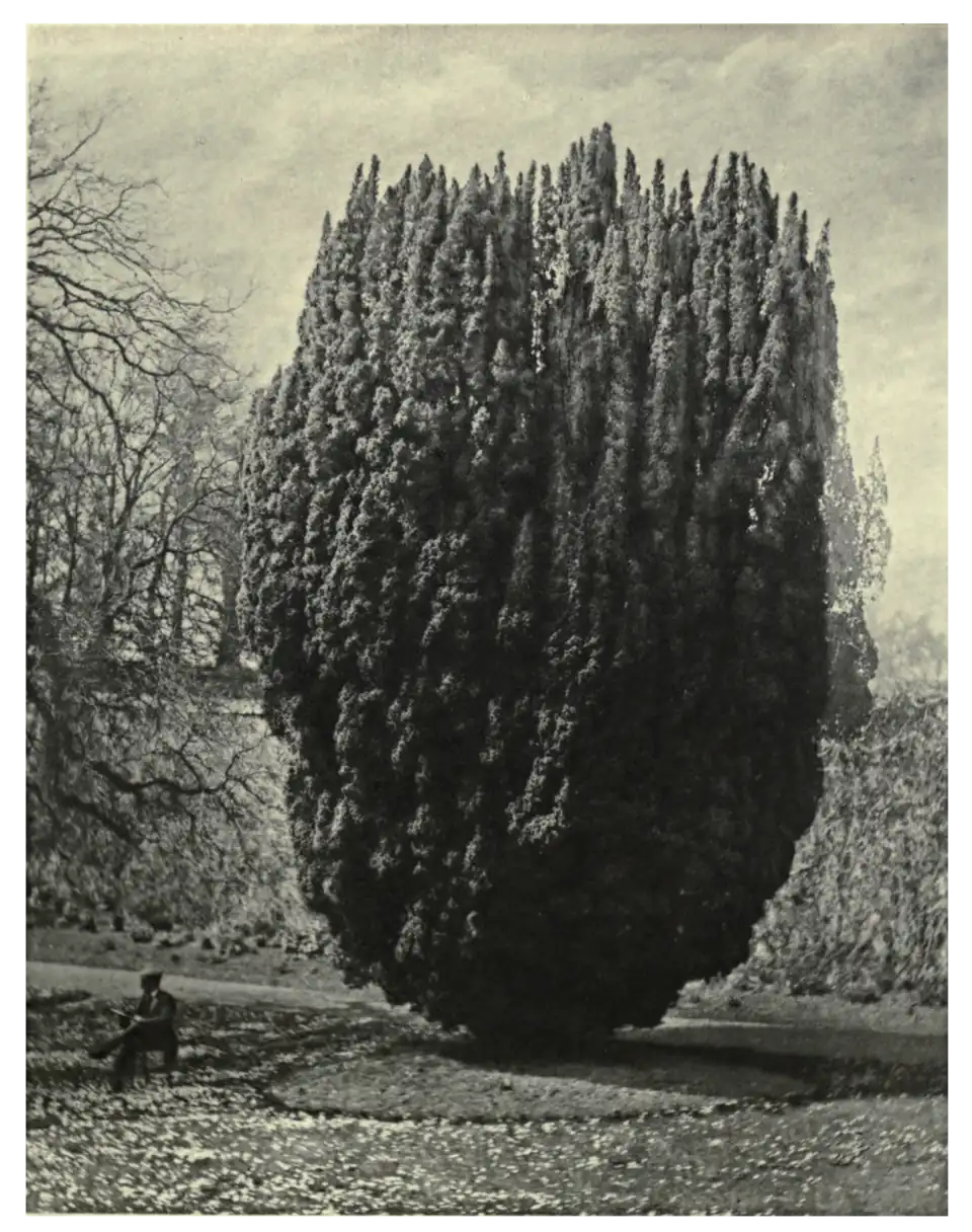 Plate 34: Irish Yew at Seaforde