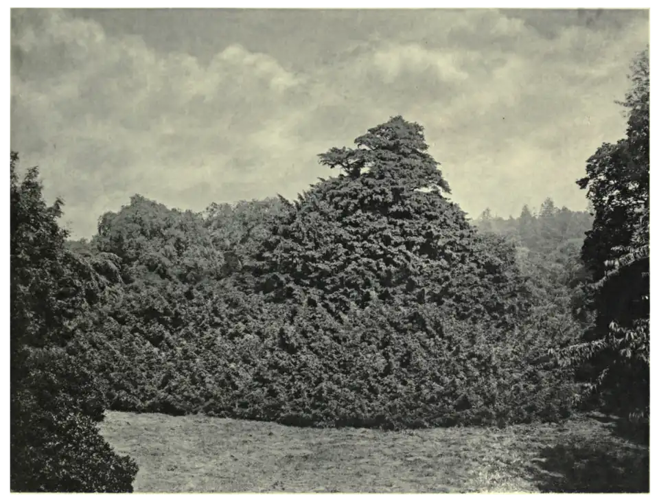 Plate 36: Yew at Whittinghame