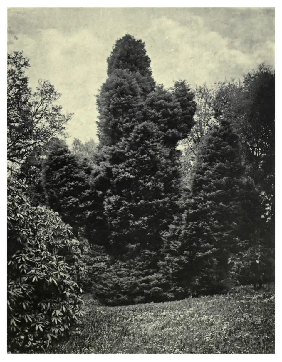 Plate 37: Cryptomeria elegans at Tregothnan