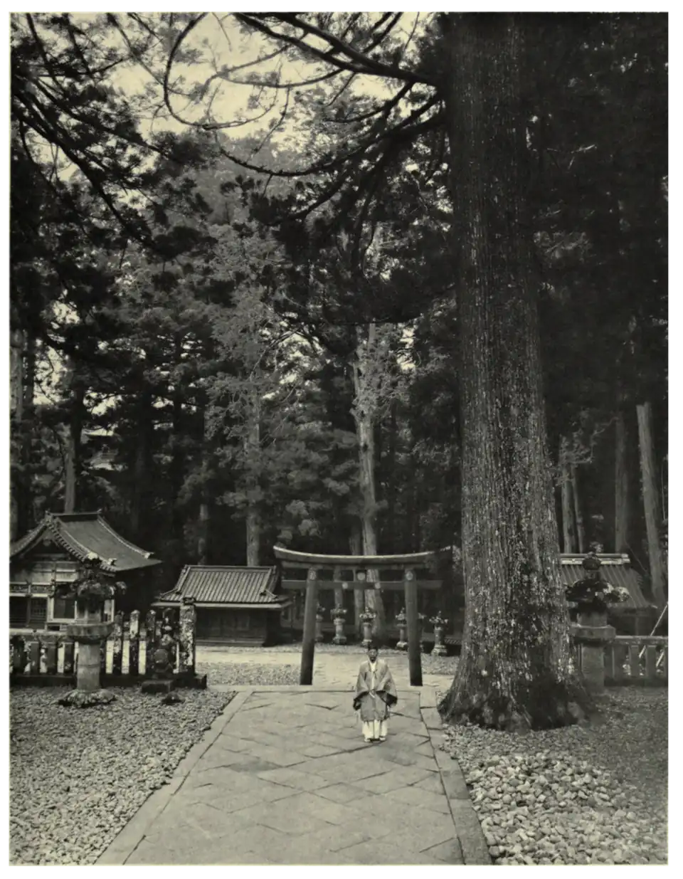Plate 41: Cryptomerias at Nikko