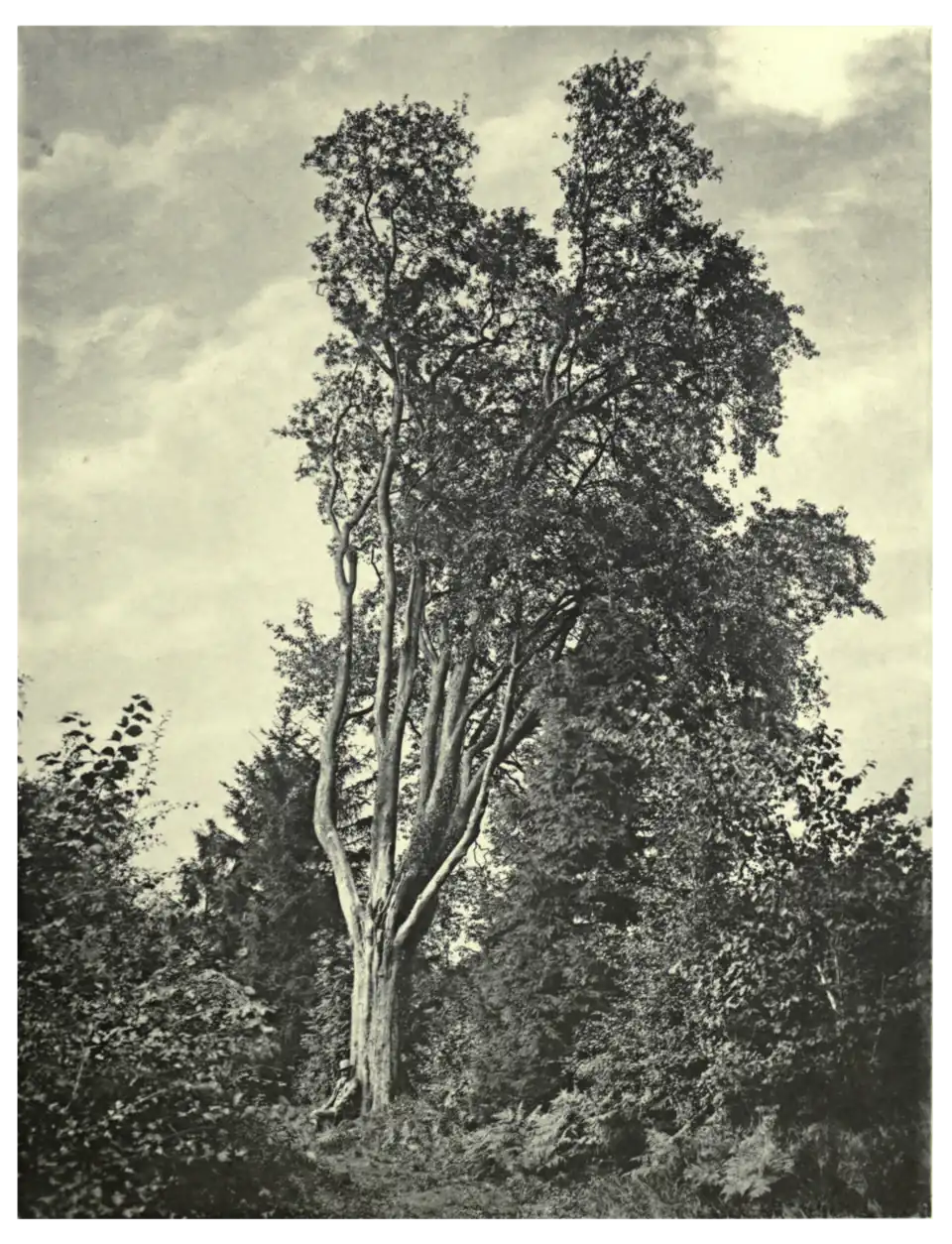 Plate 49: Service Tree at Oakley Park