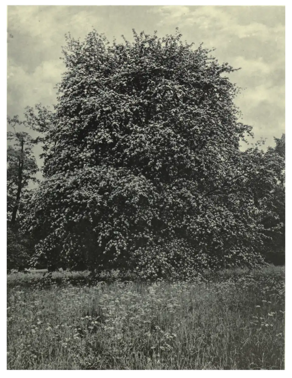 Plate 50: Service Tree at Syon