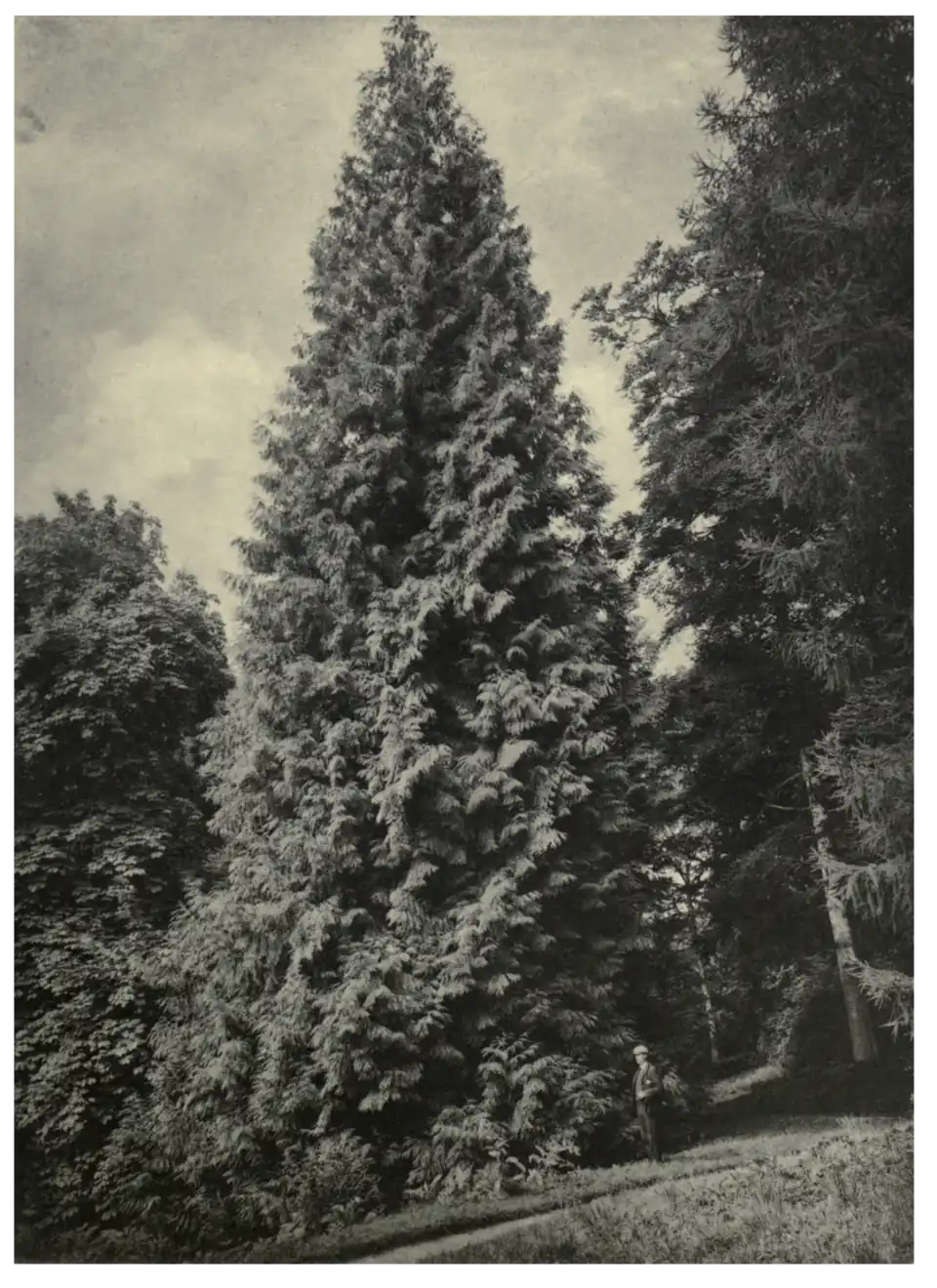 Plate 57: Giant Thuya at Fonthill