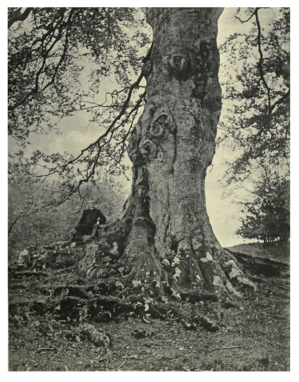 Plate 58: The Gladstone Beech at Pinbury Park