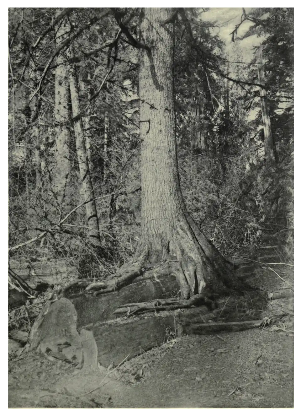 Plate 59: Western Hemlock Growing on Fallen Log of Giant Thuya in America