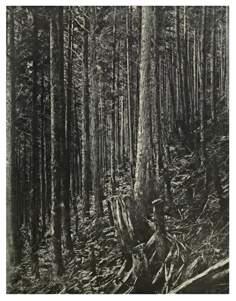 Plate 60: Thujopsis dolobrata in Japan