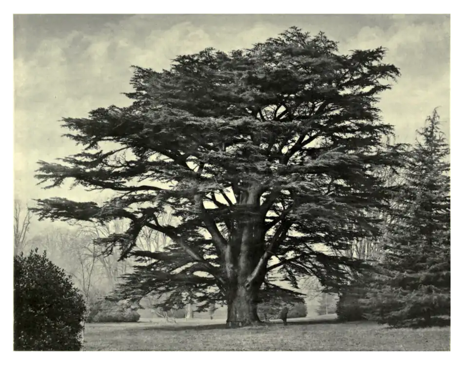Plate 132: Lebanon Cedar at Blenheim
