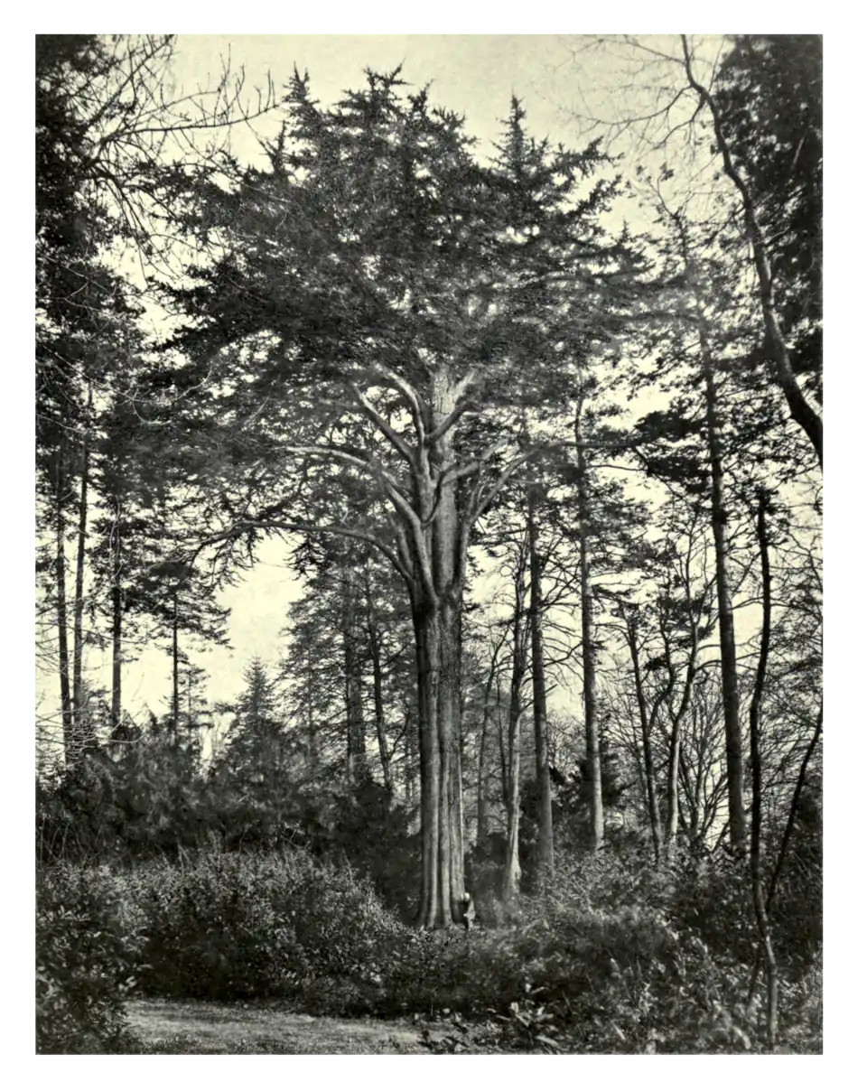 Plate 133: Lebanon Cedar at Stratton Strawless
