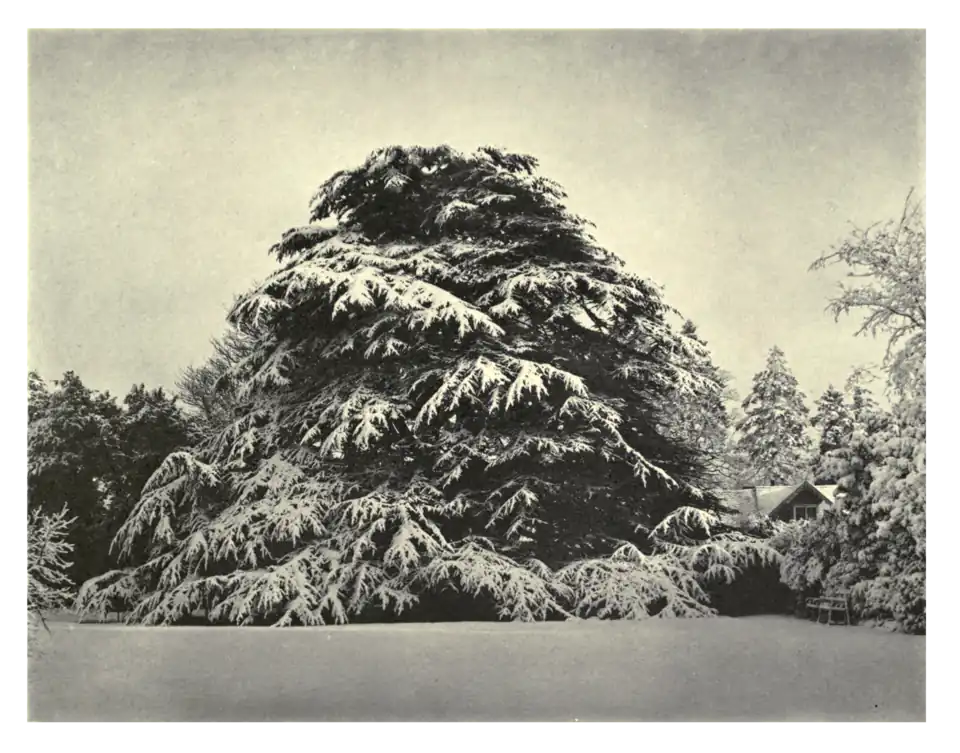 Plate 134: Lebanon Cedar on Birchanger