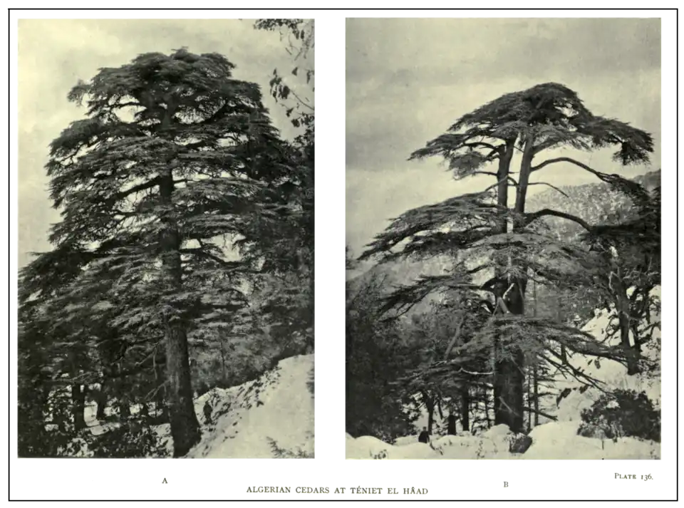 Plate 136: Algerian Cedars at Téniet-el-Hâad