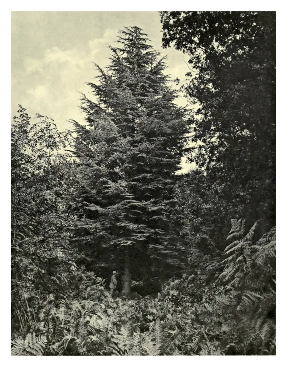 Plate 137: Algerian Cedar at Ashampstead