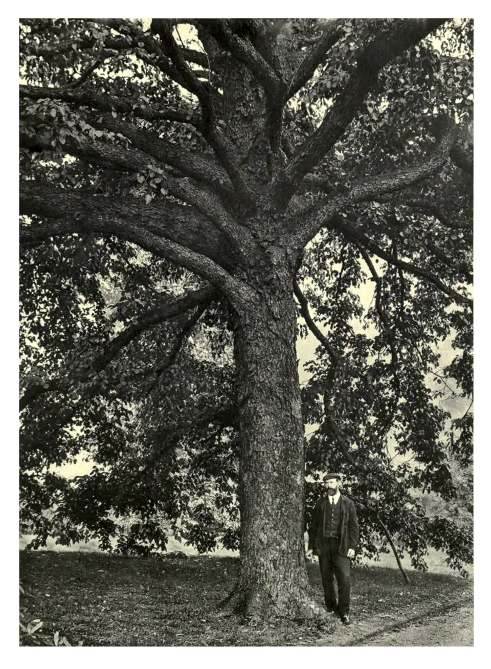 Plate 147: Corylus Colurna at Wollaton Hall