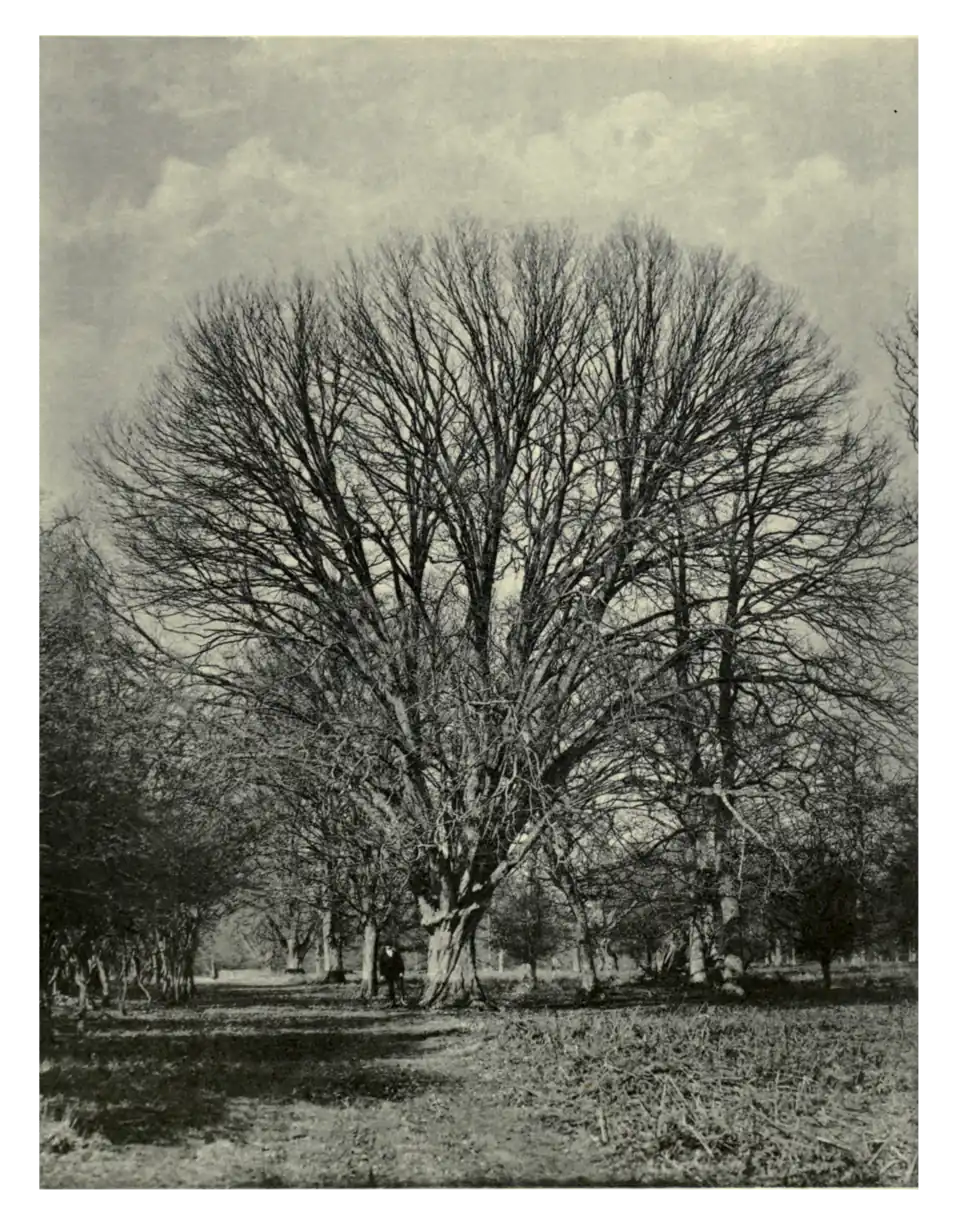 Plate 148: Hornbeam at Cornbury Park
