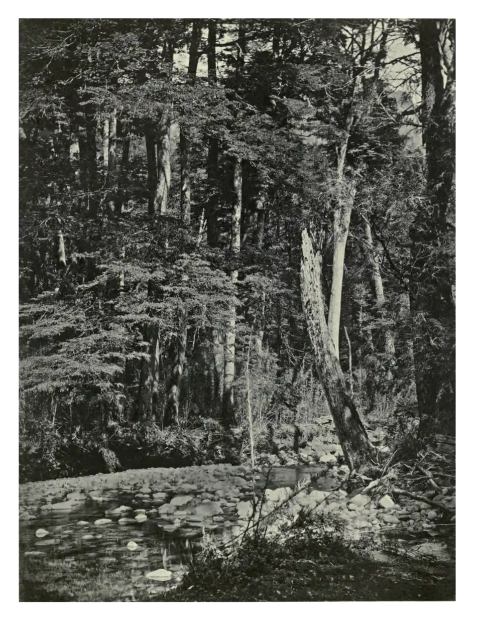 Plate 156: Beech Forest in Chile