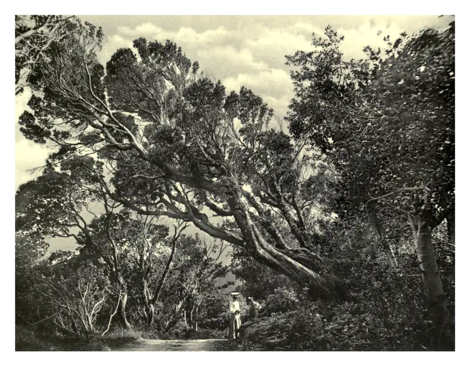 Plate 157: Arbutus at Killarney
