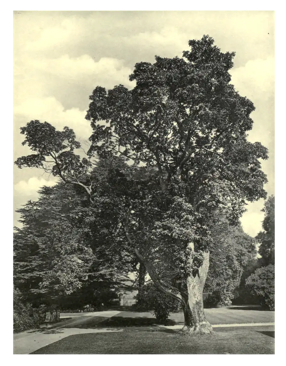 Plate 158: Arbutus hybrida at Sedbury Park