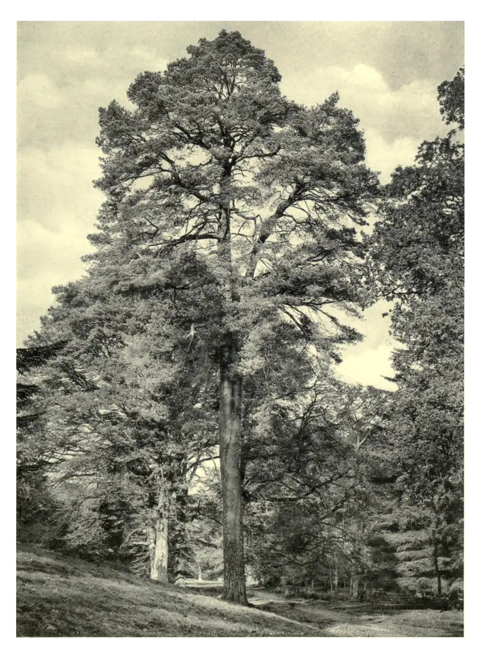 Plate 162: Scots Pine at Inveraray Castle