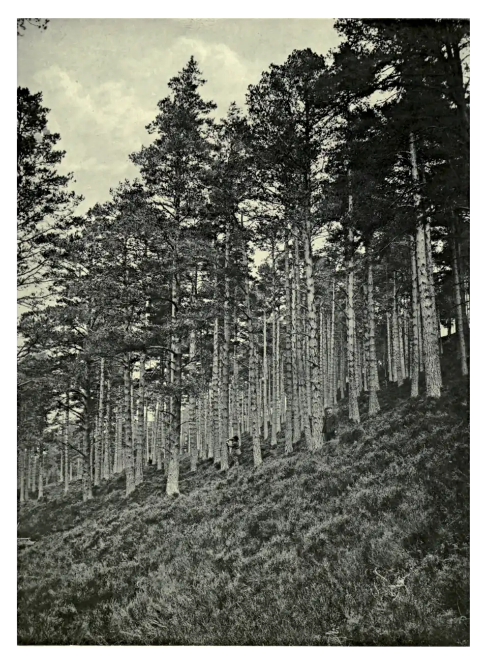 Plate 167: Scots Pine at Abernethy