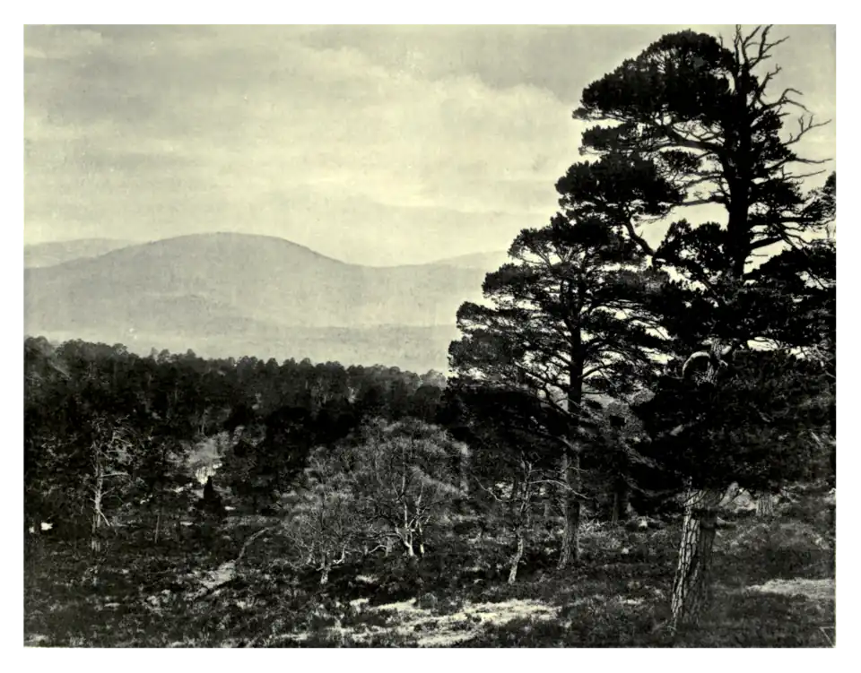 Plate 168: Scots Pine in Ballochbuie Forest