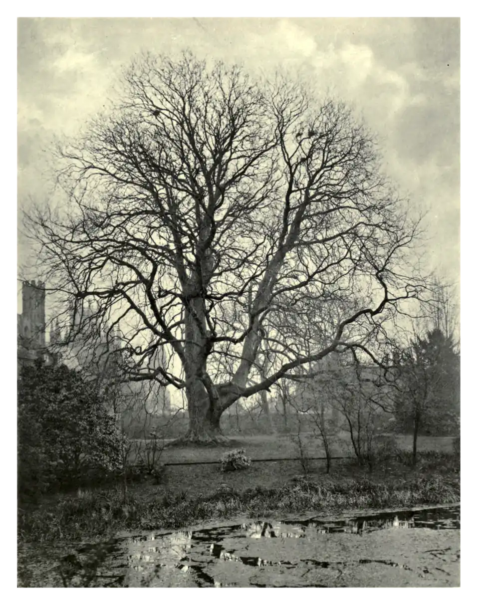 Plate 174: Oriental Plane at Ely