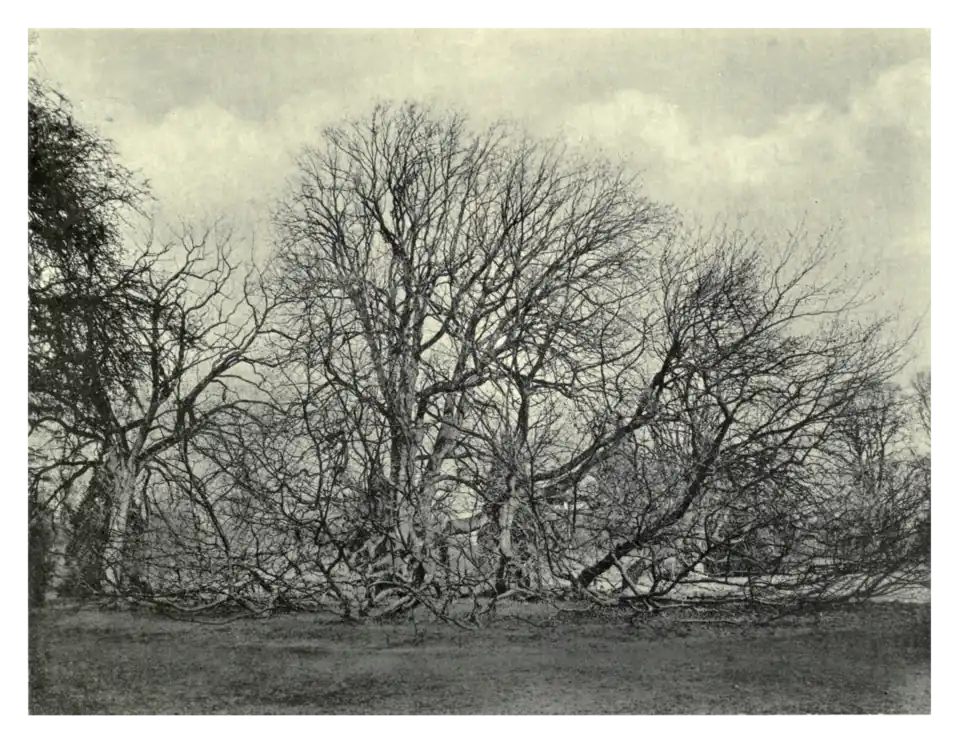 Plate 175: Oriental Plane at Corsham Court