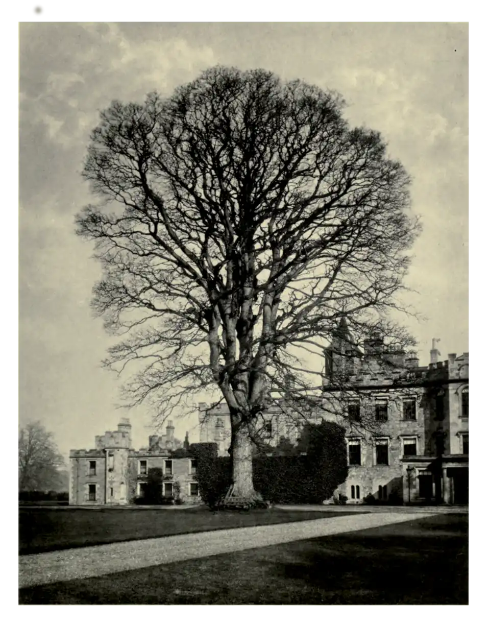 Plate 180: Sycamore at Newbattle