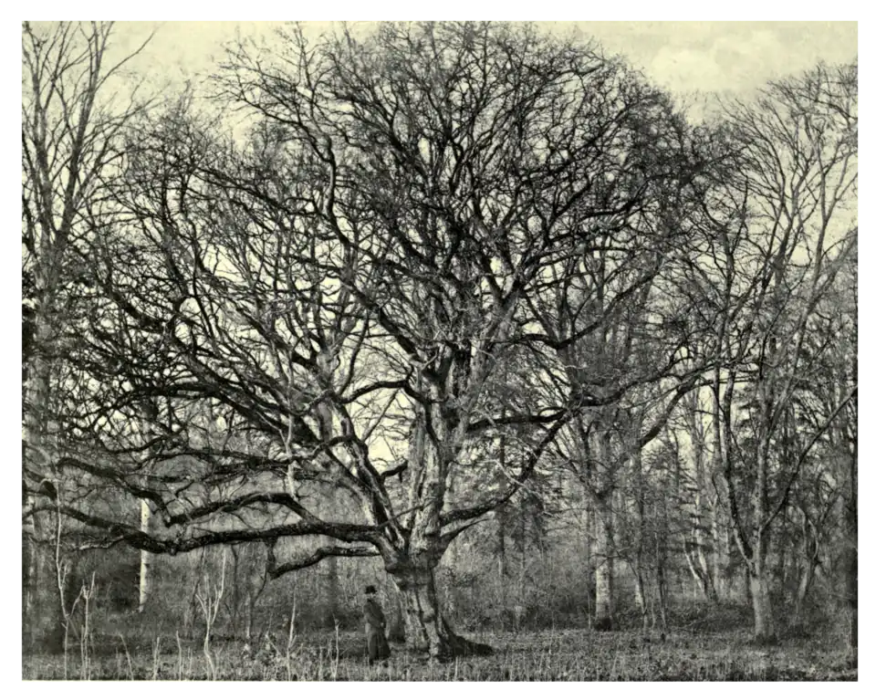 Plate 185: Common Maple at Langley Park, Norfolk
