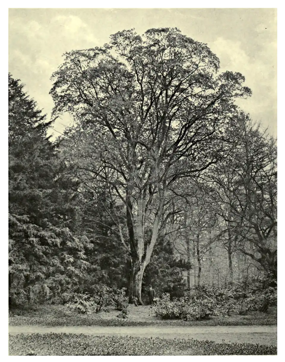 Plate 187: Norway Maple at Park Place