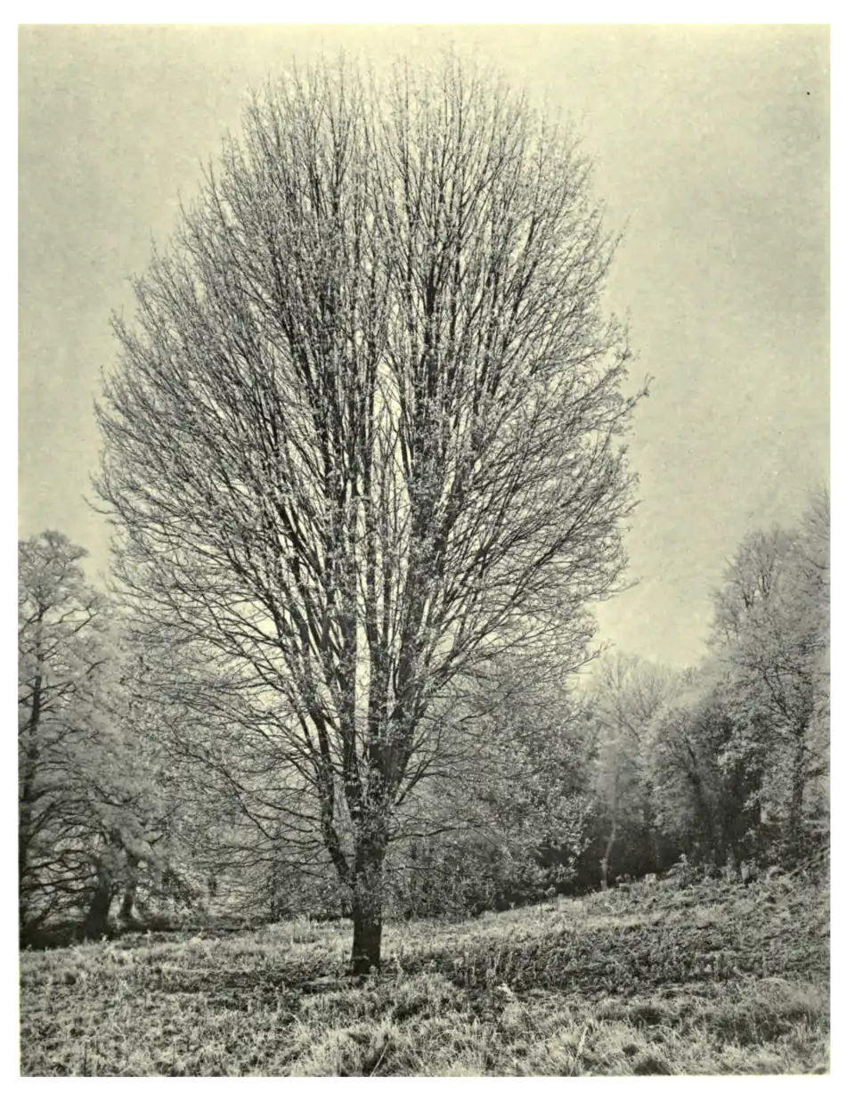 Plate 188: Norway Maple at Colesborne
